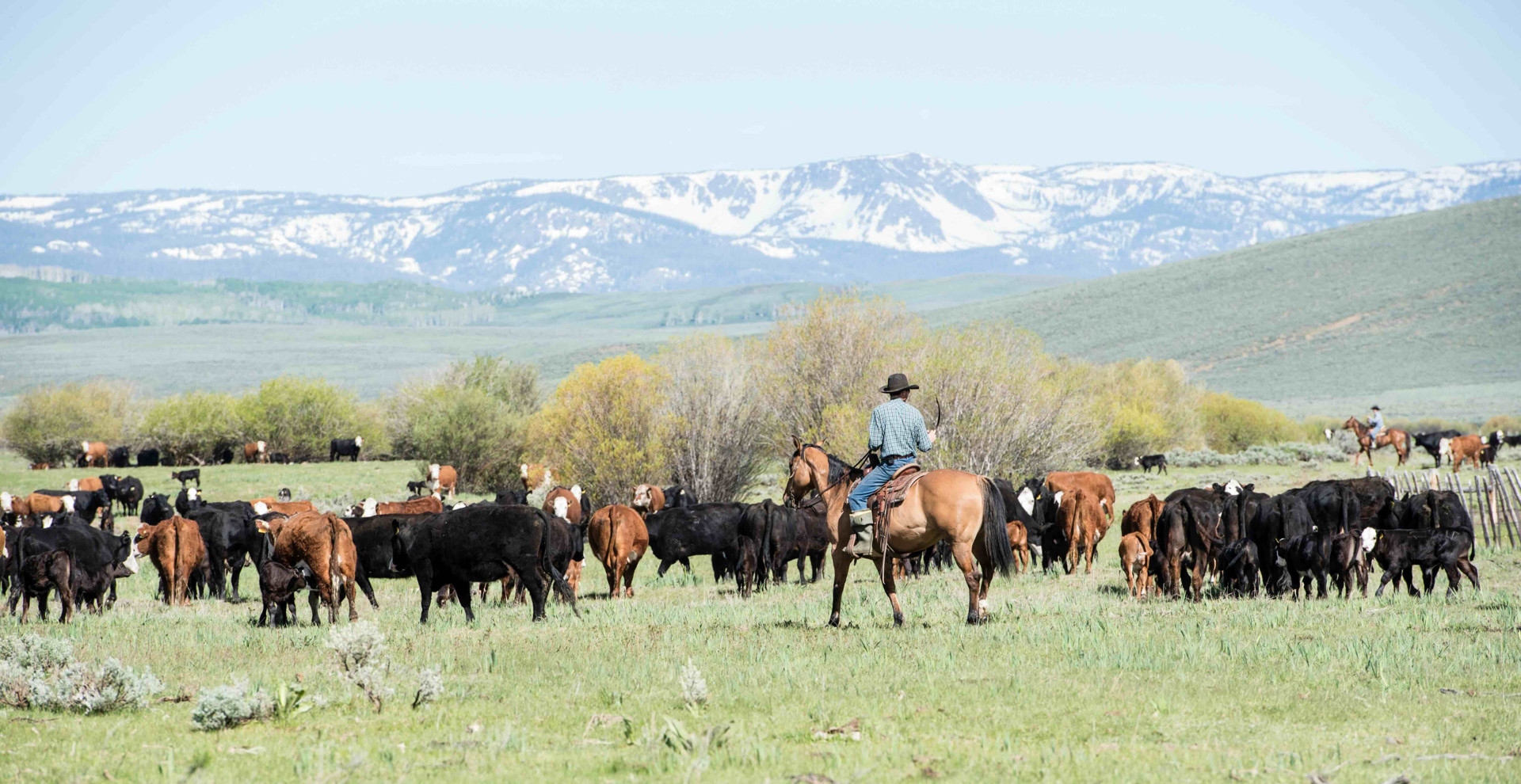Wild West cowboys for kids - cowboys herding cattle across the open range of the American frontier